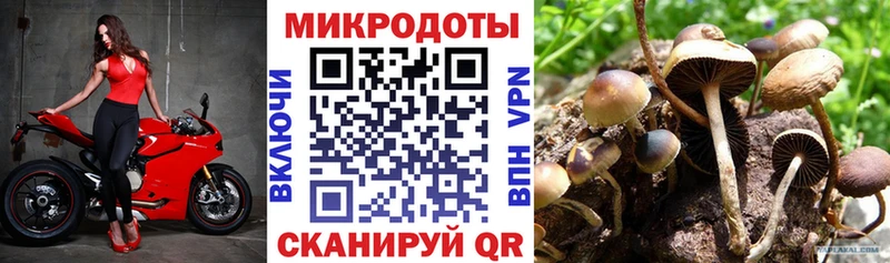 как найти   Верхняя Салда  Галлюциногенные грибы Psilocybine cubensis 